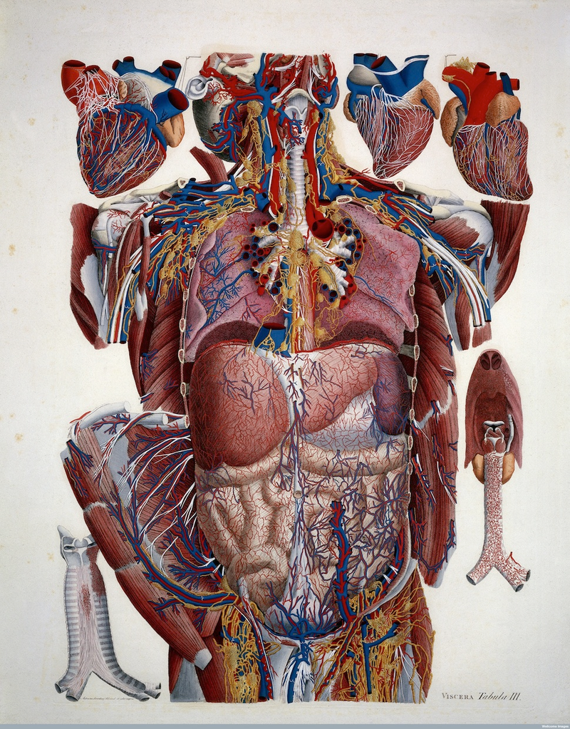 Illustration for article titled Feast your eyes on this treasure trove of old medical illustrations